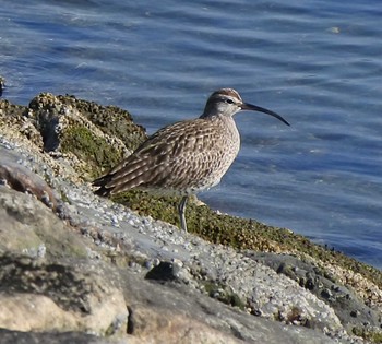 Eurasian Whimbrel 尾津干拓地(山口県岩国市) Wed, 4/29/2020