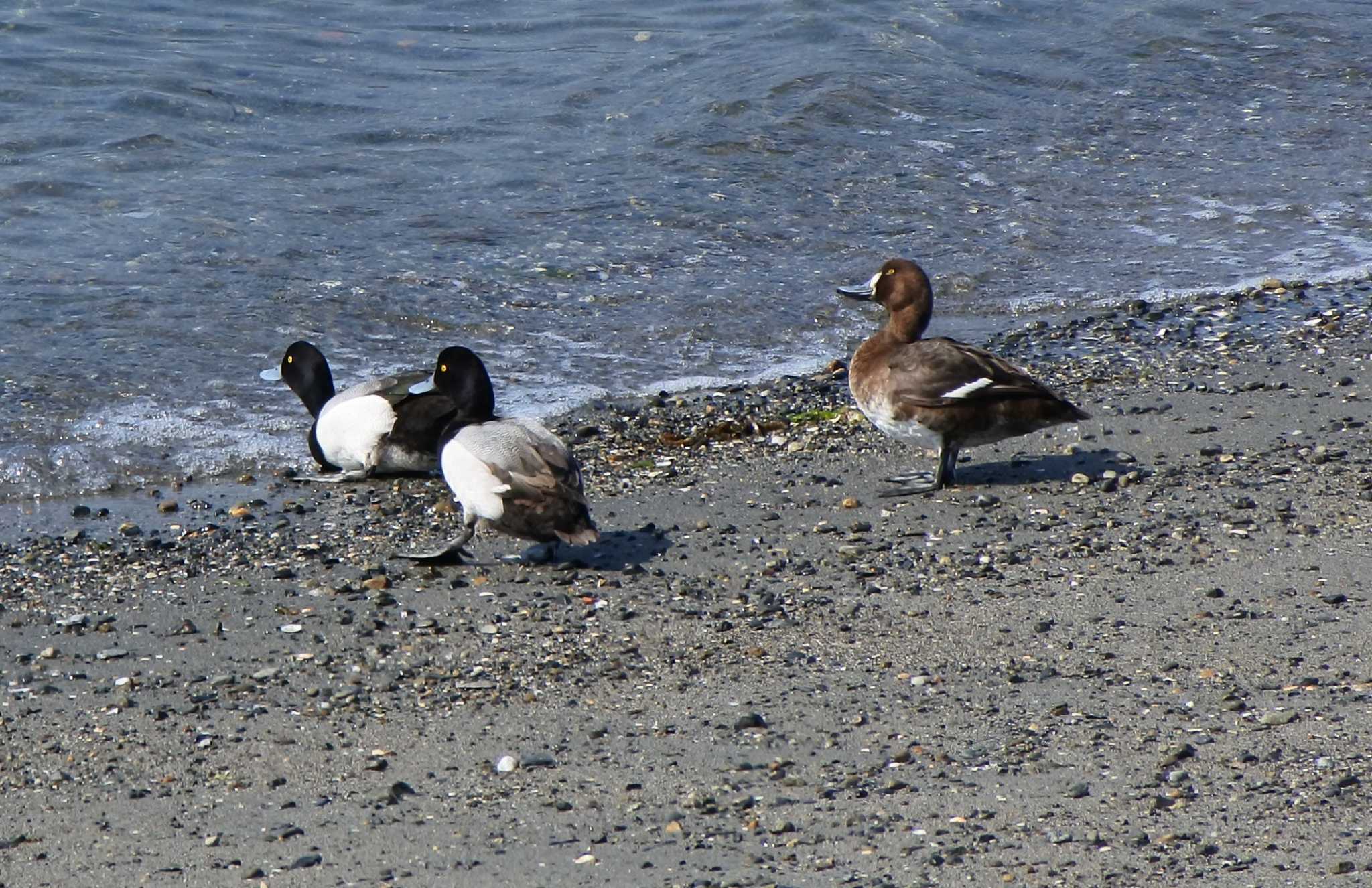 Photo of Greater Scaup at 尾津干拓地(山口県岩国市) by KE