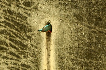 Common Kingfisher Nogawa Thu, 5/21/2020