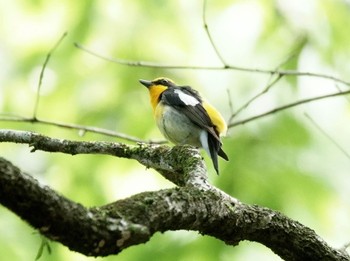 2020年5月30日(土) 多摩西部の野鳥観察記録