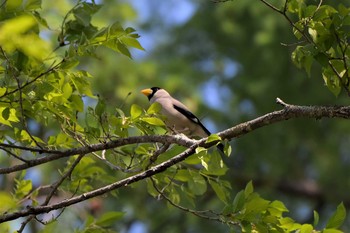 イカル 戸隠森林植物園(戸隠森林公園) 2020年5月30日(土)