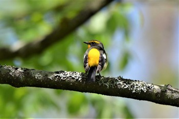 キビタキ 戸隠森林植物園(戸隠森林公園) 2020年5月30日(土)