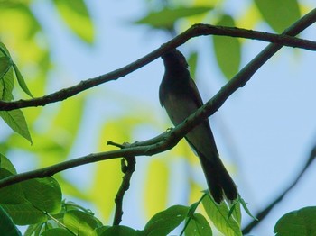 サンコウチョウ 多摩西部 2020年5月30日(土)