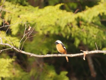 Daurian Redstart Unknown Spots Sun, 4/7/2019