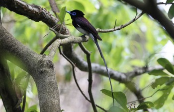 サンコウチョウ 和歌山市 2020年5月30日(土)