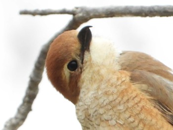 Bull-headed Shrike 彩湖公園 Sat, 3/30/2019