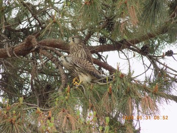 Common Kestrel 埼玉県鴻巣市吹上　本町 Sun, 5/31/2020