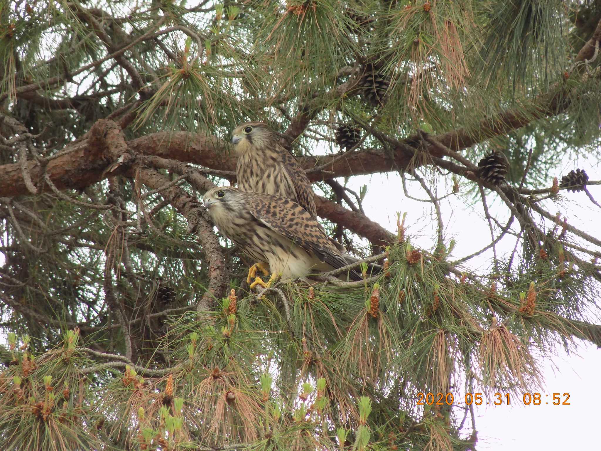 埼玉県鴻巣市吹上　本町 チョウゲンボウの写真 by 近所で鳥見