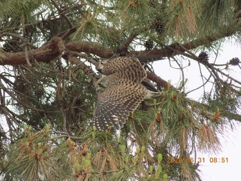 Common Kestrel 埼玉県鴻巣市吹上　本町 Sun, 5/31/2020