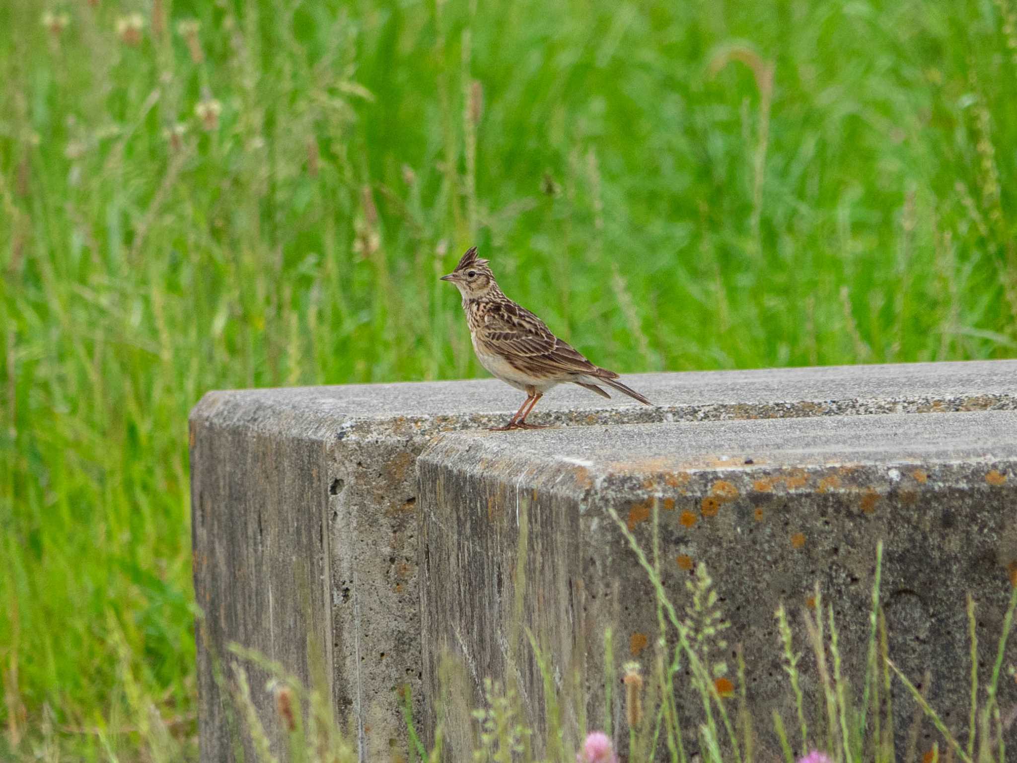 Photo of Eurasian Skylark at 馬入ふれあい公園 by Tosh@Bird