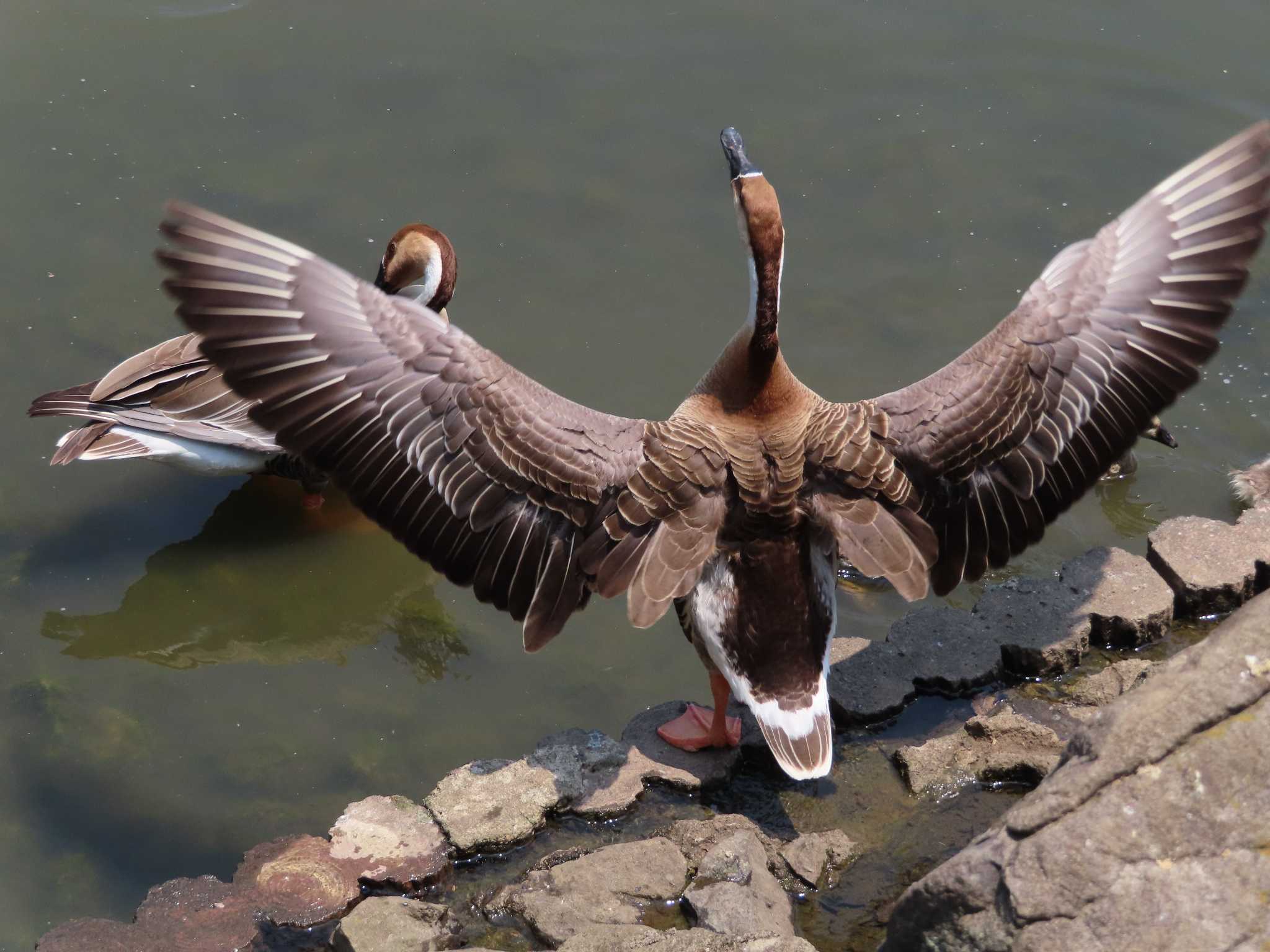 大池親水公園 サカツラガンの写真 by kou