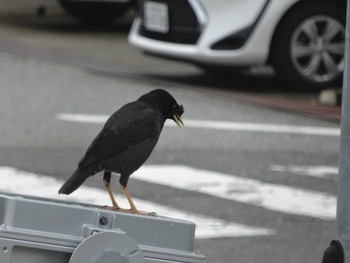 ハッカチョウ 神戸市 2020年5月31日(日)