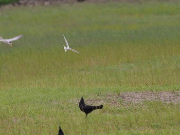 2020年5月31日(日) 葛西臨海公園の野鳥観察記録