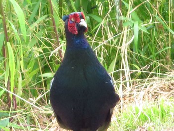 Sat, 5/30/2020 Birding report at 甘樫丘(奈良県)