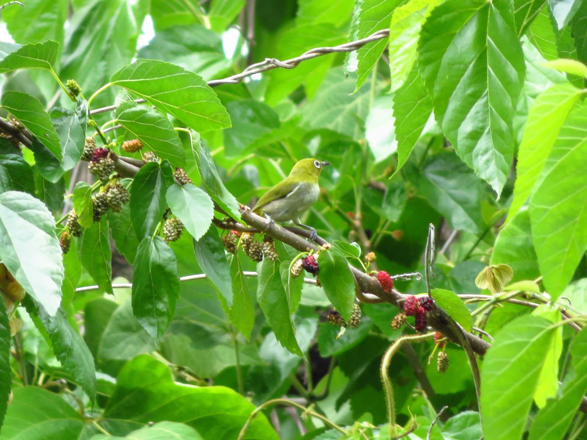 Warbling White-eye