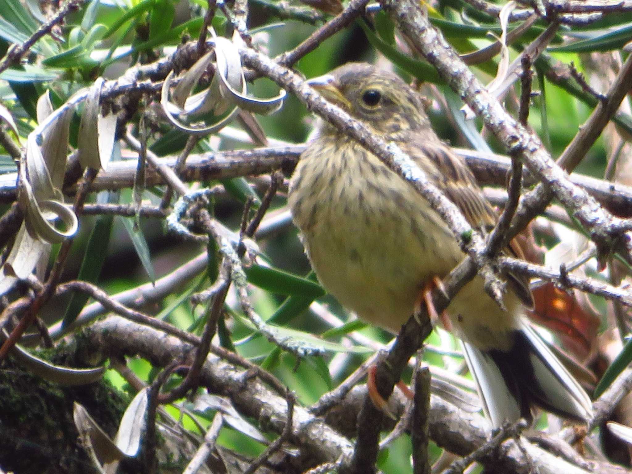 Photo of Masked Bunting at 甘樫丘(奈良県) by Okaji