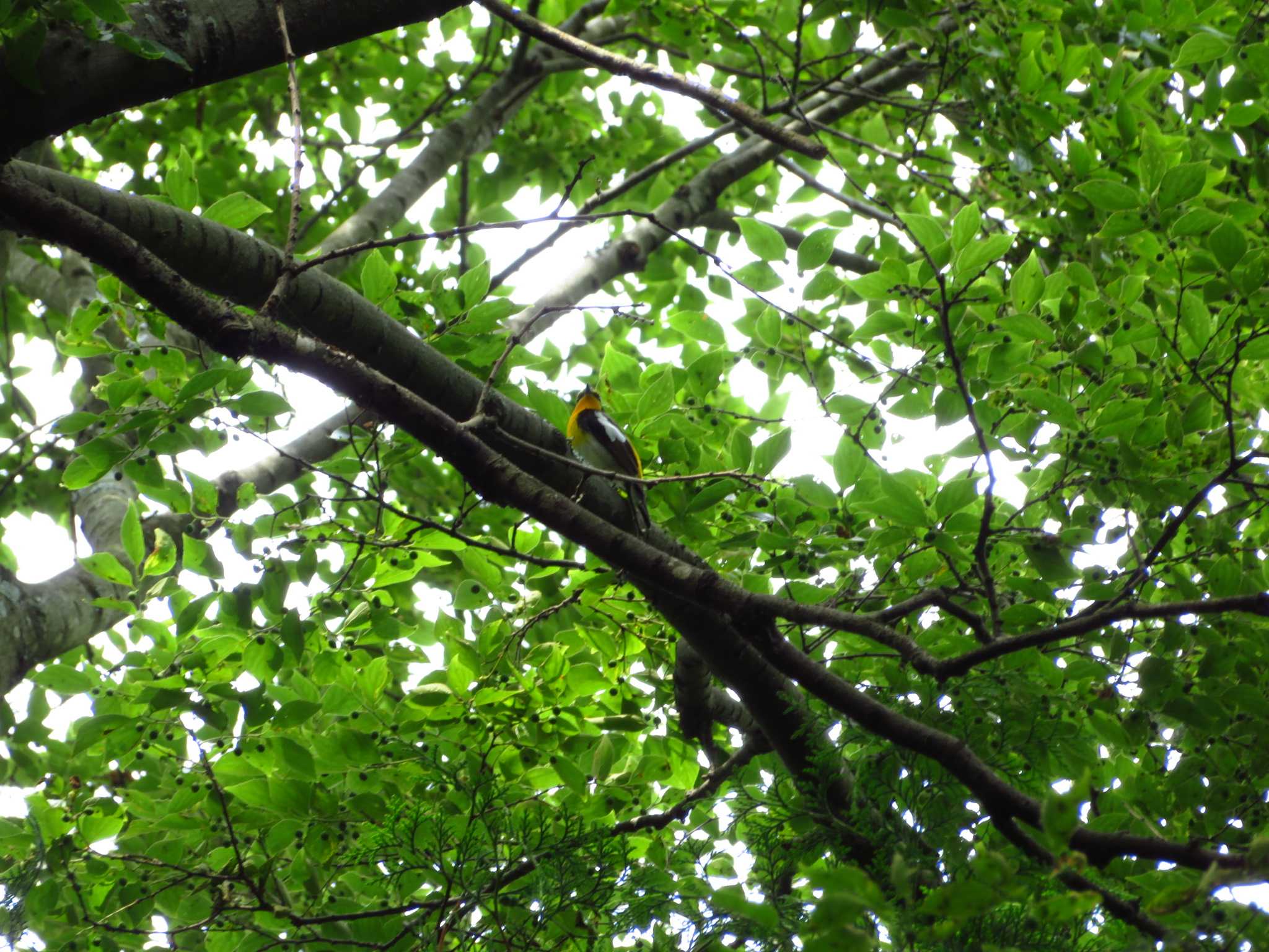 Photo of Narcissus Flycatcher at 甘樫丘(奈良県) by Okaji