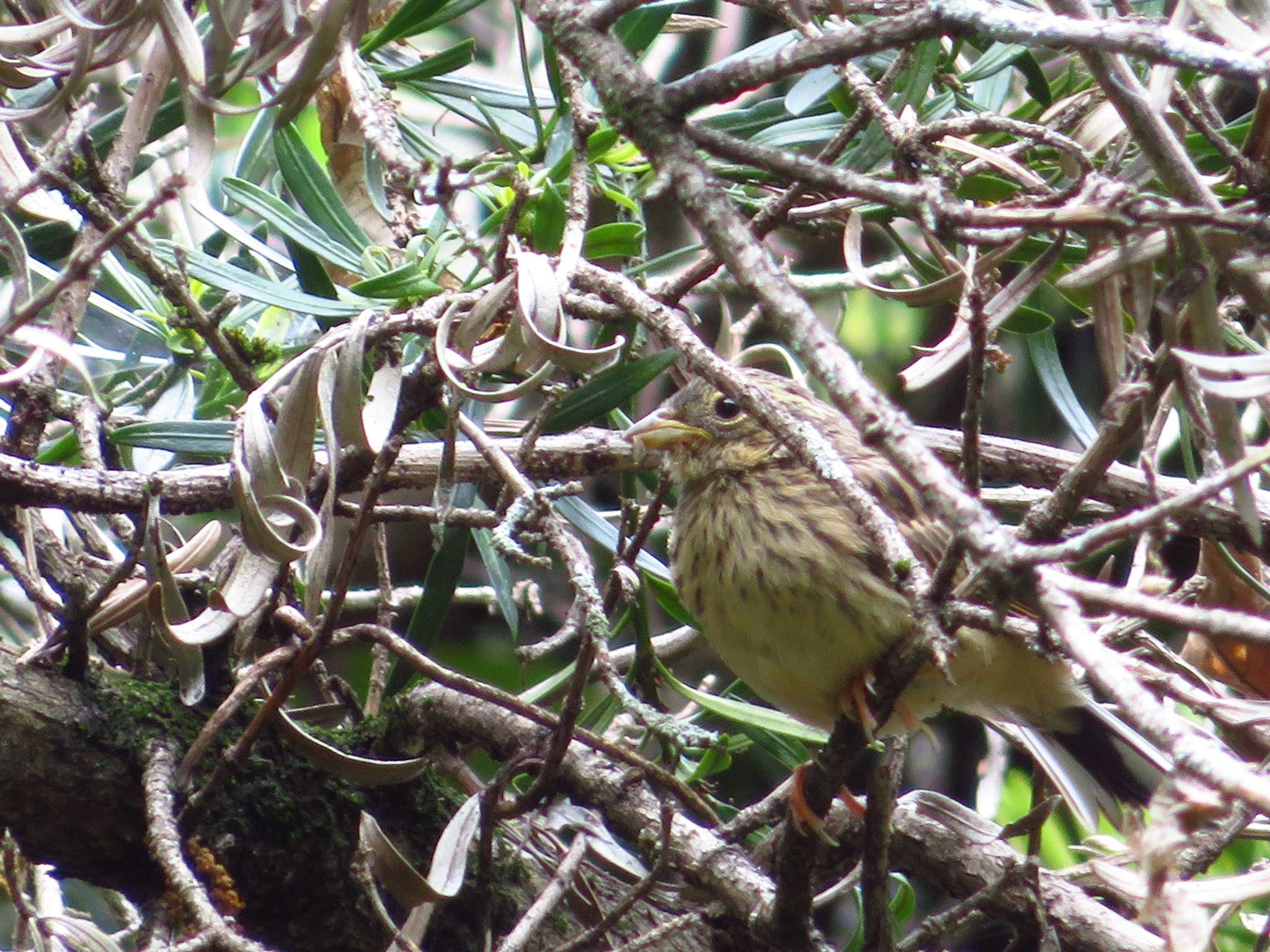 Masked Bunting