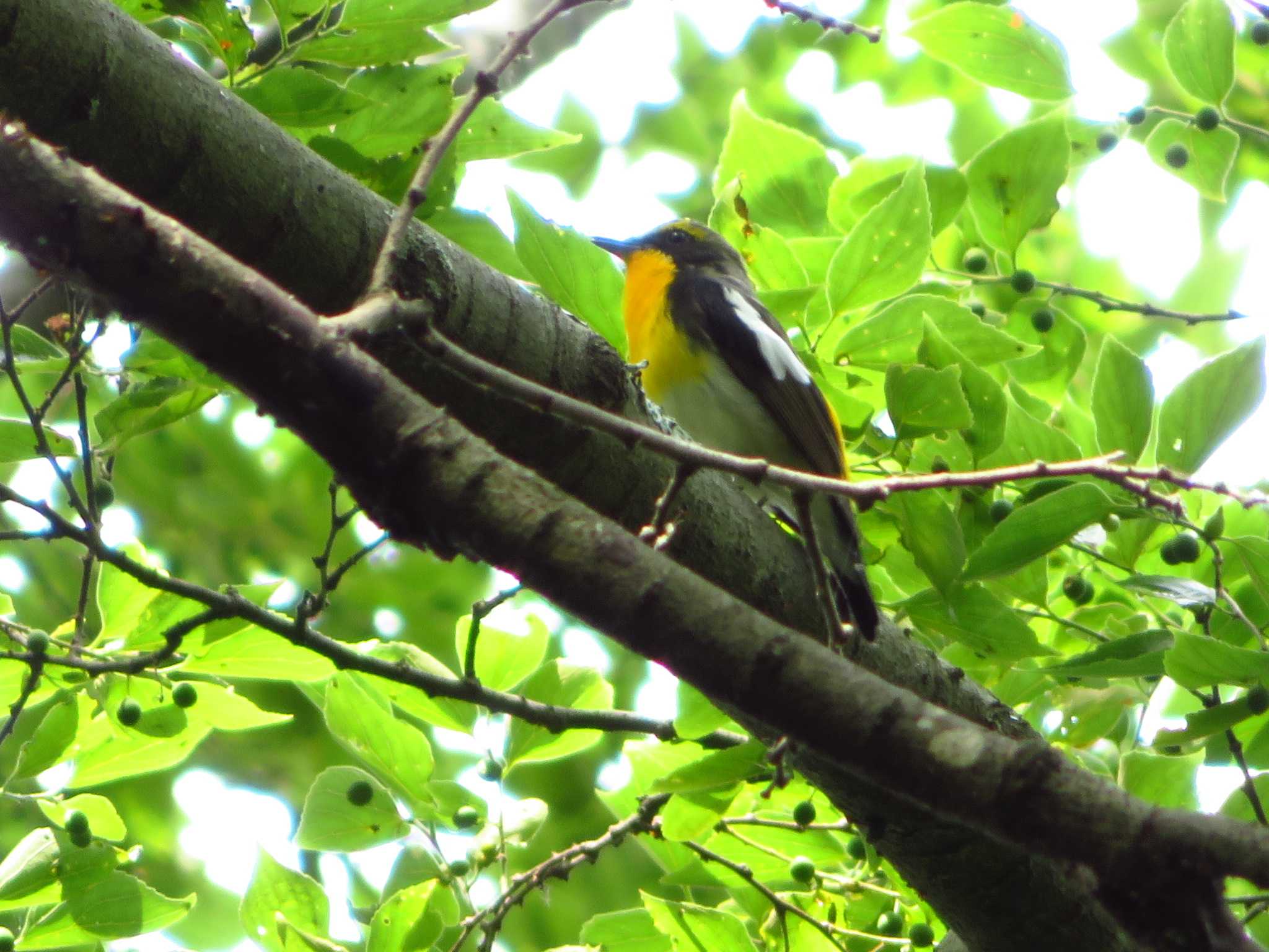 Narcissus Flycatcher