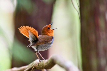 Japanese Robin 奈良県上北山村 Mon, 5/25/2020