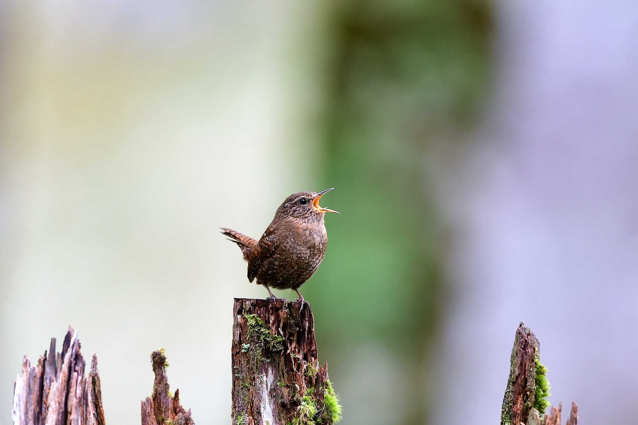 奈良県 ミソサザイの写真 by Hiroshi Hayashi