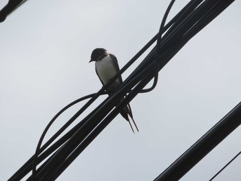 2020年5月24日(日) 森戸川源流の野鳥観察記録