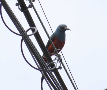 2020年5月31日(日) 境川(境橋付近)の野鳥観察記録