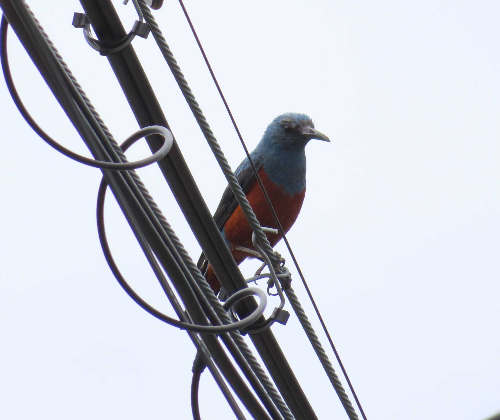 Blue Rock Thrush