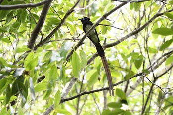 サンコウチョウ 場所が不明 2020年5月9日(土)