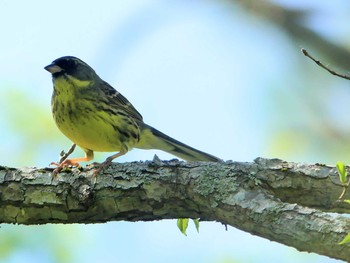 2020年5月31日(日) 北大研究林(北海道大学苫小牧研究林)の野鳥観察記録