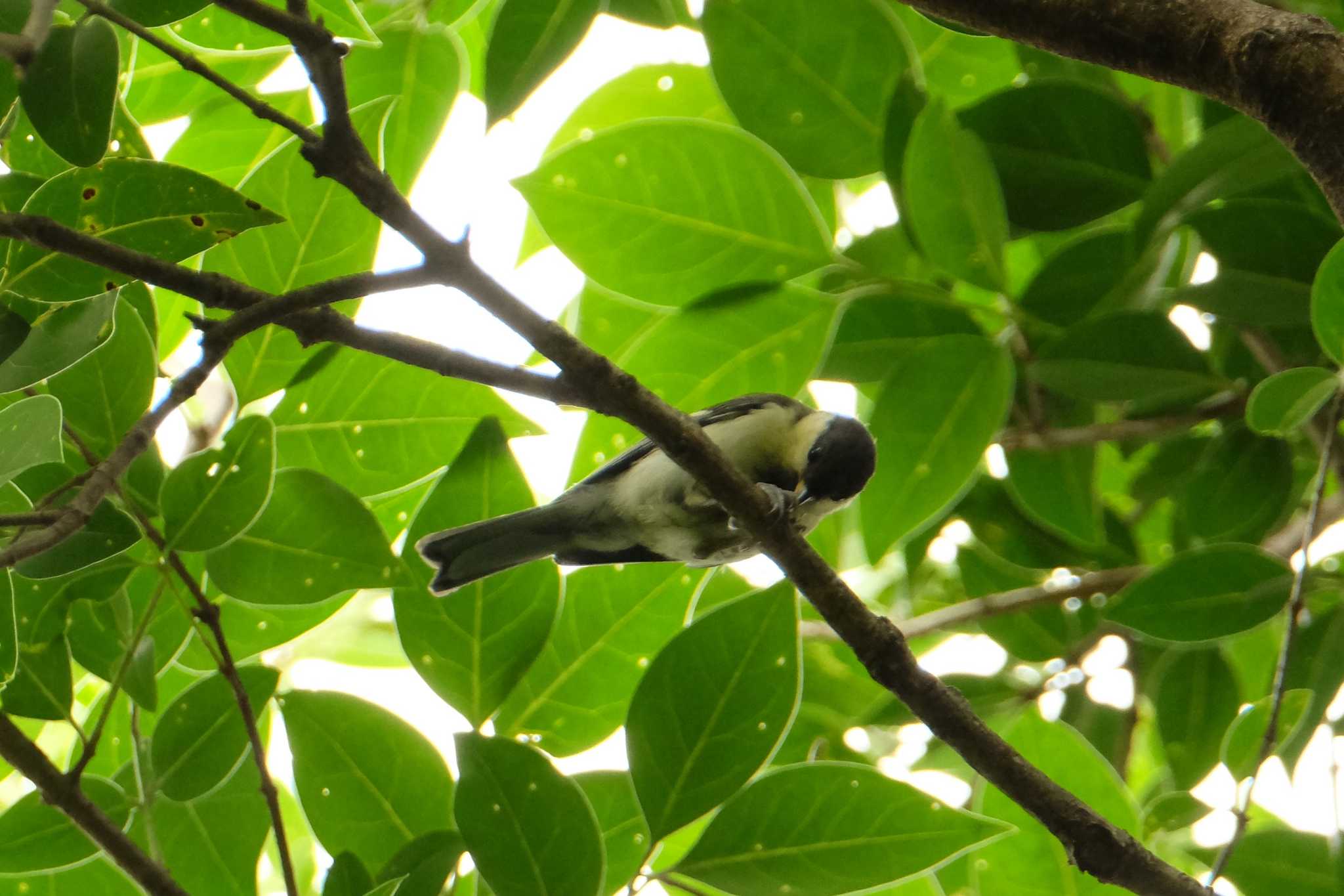 Japanese Tit