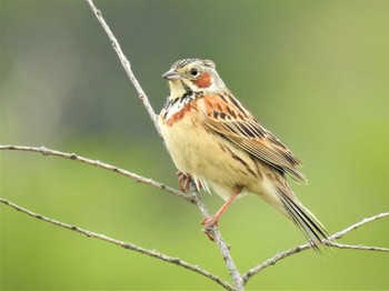 2020年5月31日(日) 戦場ヶ原の野鳥観察記録