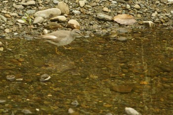 Grey-tailed Tattler Nogawa Thu, 5/21/2020