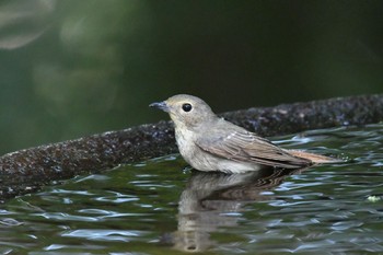 Narcissus Flycatcher Unknown Spots Sat, 5/30/2020