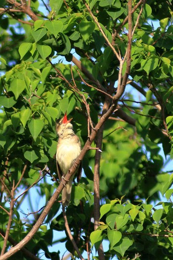 Oriental Reed Warbler 淀川河川公園 Wed, 5/20/2020