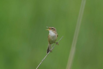 2020年5月31日(日) 渡良瀬遊水地の野鳥観察記録