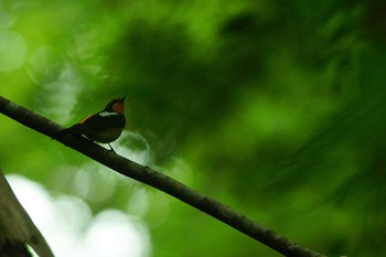 Narcissus Flycatcher 東京都 Sun, 6/2/2019