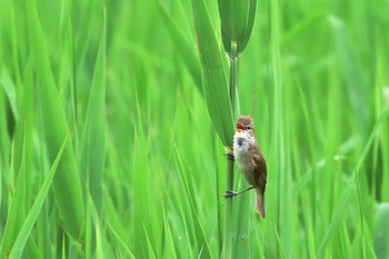 Oriental Reed Warbler Mizumoto Park Sun, 5/31/2020