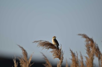 Sun, 5/31/2020 Birding report at 茨戸川緑地