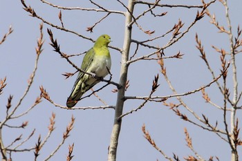 White-bellied Green Pigeon Unknown Spots Unknown Date