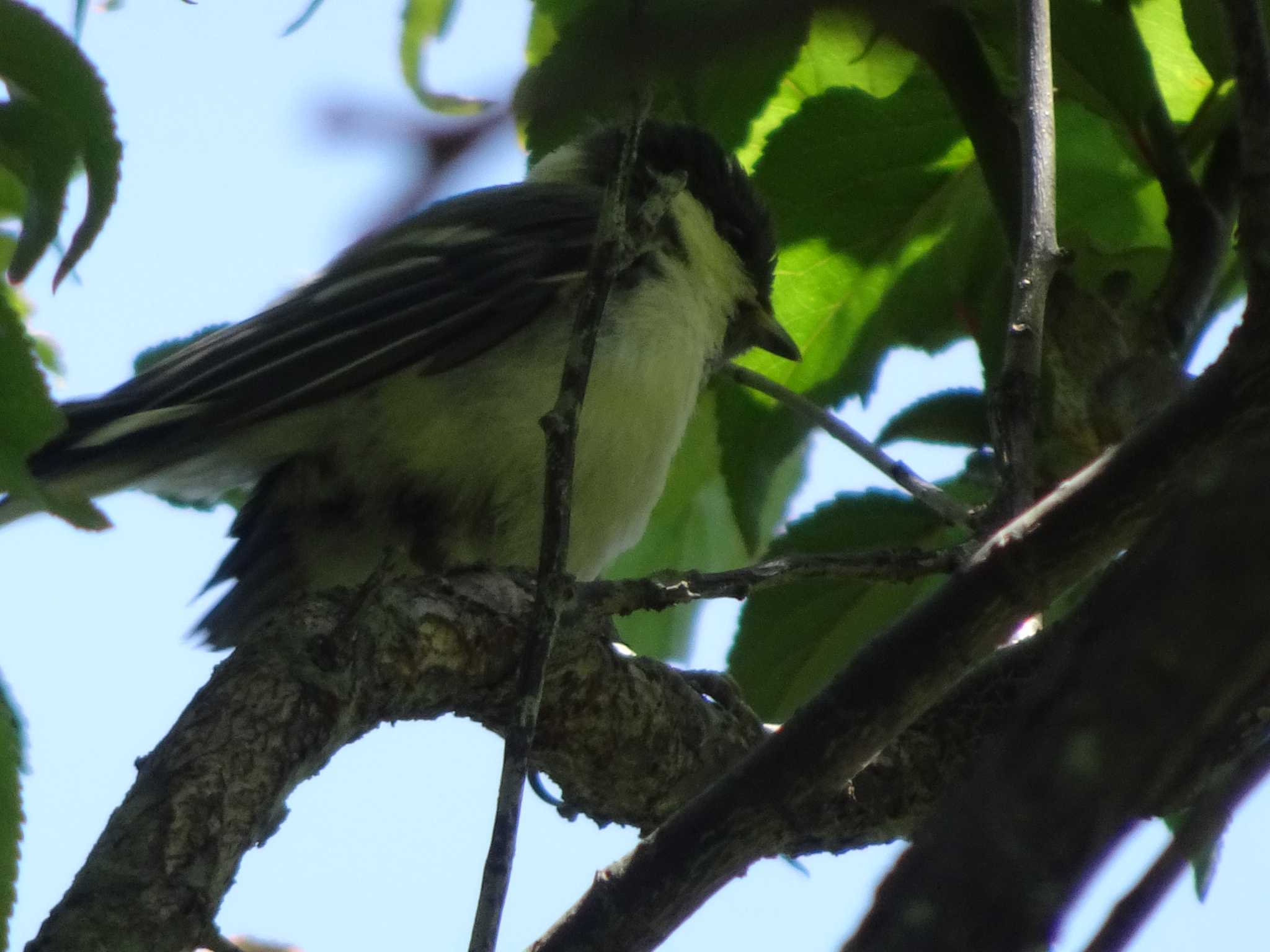 シジュウカラ