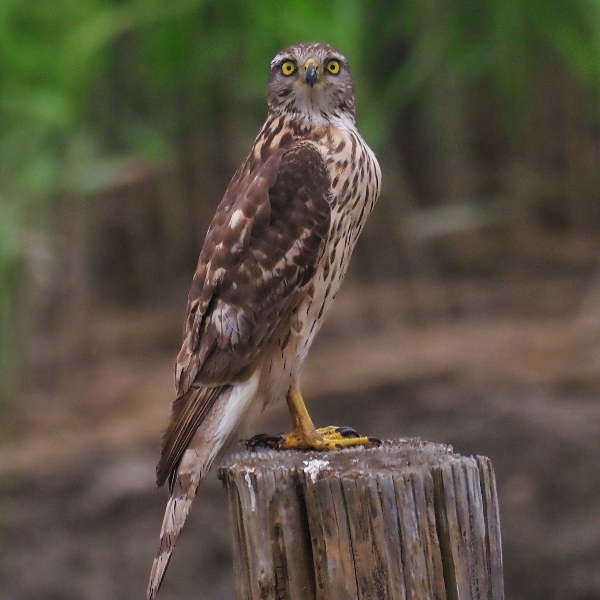 葛西臨海公園 オオタカの写真 by okamooo