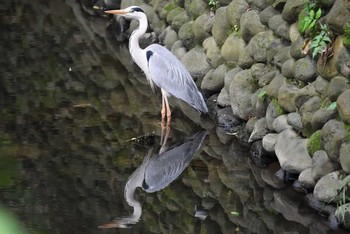 アオサギ 砧公園 2020年5月31日(日)