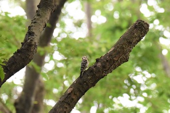 コゲラ 砧公園 2020年5月31日(日)