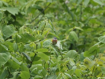 Meadow Bunting 利賀村 Sun, 5/31/2020