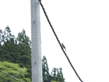 Brown-eared Bulbul 利賀村 Sun, 5/31/2020