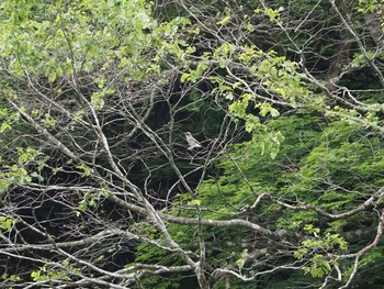 Eurasian Jay 利賀村 Sun, 5/31/2020