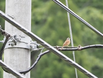 Meadow Bunting 利賀村 Sun, 5/31/2020