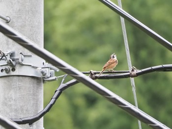 Meadow Bunting 利賀村 Sun, 5/31/2020