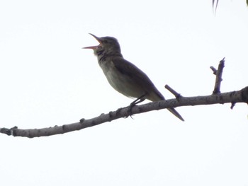 Oriental Reed Warbler 多摩川二ヶ領宿河原堰 Sun, 5/31/2020